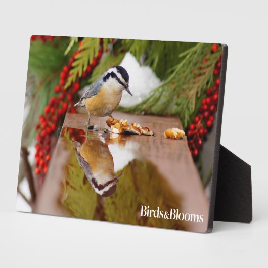 Plaque Photo Nuthatch à poitrine rouge (Côté)