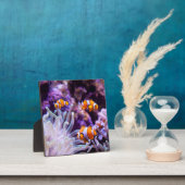 Plaque Photo Ocellaris clownfish | Amphiprion ocellaris (Insitu)