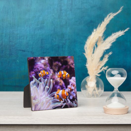 Plaque Photo Ocellaris clownfish | Amphiprion ocellaris (Insitu)