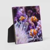 Plaque Photo Ocellaris clownfish | Amphiprion ocellaris (Recto)