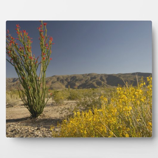 Plaque Photo Ocotillo et senne du désert (Devant)