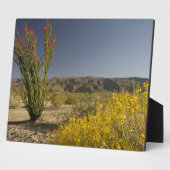 Plaque Photo Ocotillo et senne du désert (Côté)