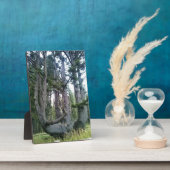 Plaque Photo Octopus Tree, Cape Meares, Oregon (Côté)