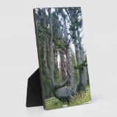 Plaque Photo Octopus Tree, Cape Meares, Oregon (Côté)