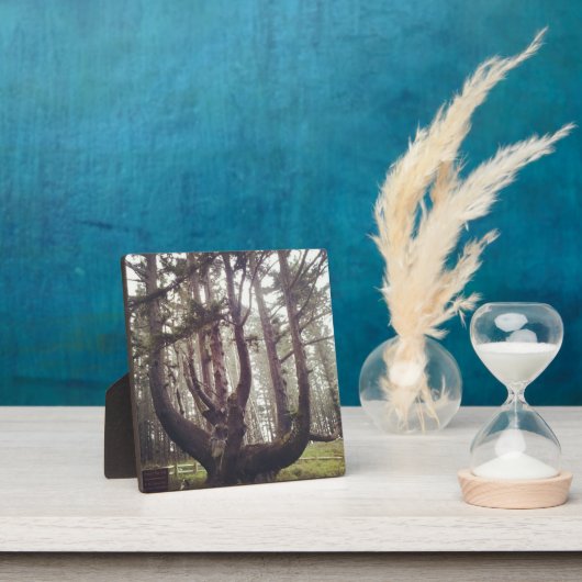 Plaque Photo Octopus Tree, Cape Meares, Oregon (Insitu)