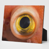 Plaque Photo Oeil de sébaste (Côté)