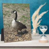 Plaque Photo Oie canadienne (Côté)