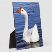 Plaque Photo oie de baignade blanche dans l'eau bleue (Côté)