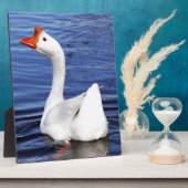 Plaque Photo oie de baignade blanche dans l'eau bleue (Côté)