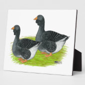 Plaque Photo Oie de Toulouse Dewlap (Côté)