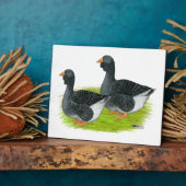 Plaque Photo Oie de Toulouse Dewlap (Côté)