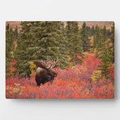 Plaque Photo Oie Taureau debout Dans Red Dwarf Birch (Devant)