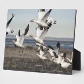 Plaque Photo Oies des neiges volantes (Côté)