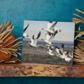 Plaque Photo Oies des neiges volantes (Côté)