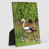 Plaque Photo Oies égyptiennes et poussins (Côté)