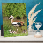 Plaque Photo Oies égyptiennes et poussins (Côté)