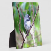 Plaque Photo Oiseau bleu (Côté)
