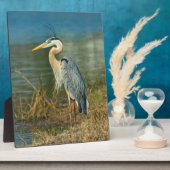 Plaque Photo Oiseau de grand héron bleu à l'étang (Côté)