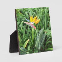 Oiseau de plante paradisiaque (Strelitzia)