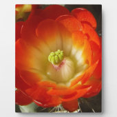 Plaque Photo Orange-Cactus (Devant)