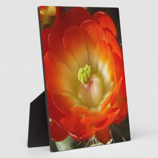Plaque Photo Orange-Cactus (Côté)