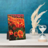 Plaque Photo Orange & Red Tulips (Côté)