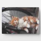 Plaque Photo Orange Tabby Kitten (Devant)