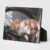 Plaque Photo Orange Tabby Kitten (Côté)
