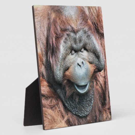 PLAQUE PHOTO ORANGUTAN (Côté)