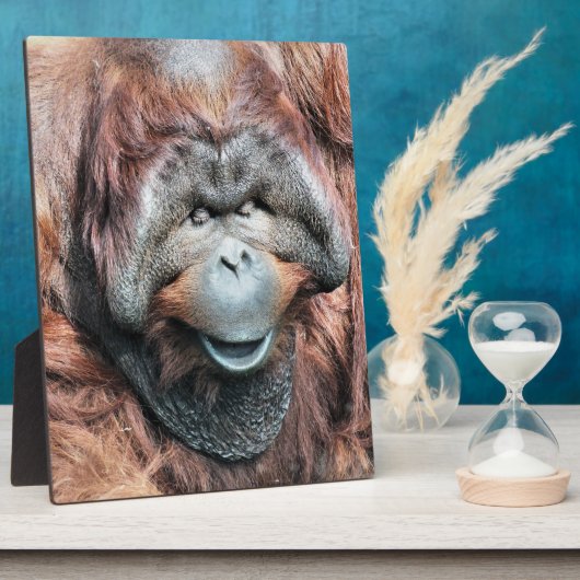 PLAQUE PHOTO ORANGUTAN (Côté)
