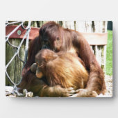 PLAQUE PHOTO ORANGUTANS (Devant)