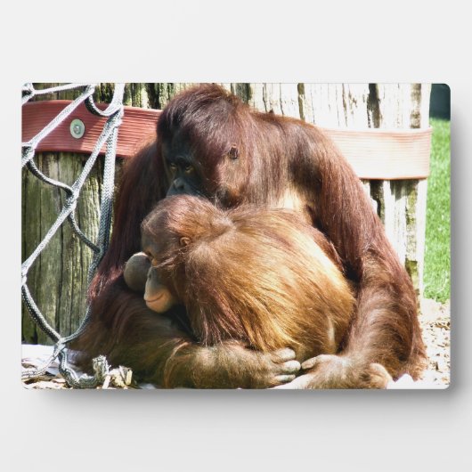 PLAQUE PHOTO ORANGUTANS (Devant)