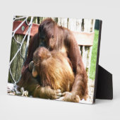 PLAQUE PHOTO ORANGUTANS (Côté)