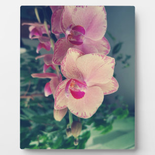 Plaque Photo Orchid phalaenopsis ppolka dot pink flowers
