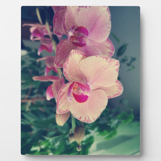 Plaque Photo Orchid phalaenopsis ppolka dot pink flowers (Devant)