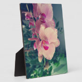 Plaque Photo Orchid phalaenopsis ppolka dot pink flowers (Côté)