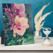 Plaque Photo Orchid phalaenopsis ppolka dot pink flowers (Côté)