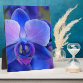 Plaque Photo Orchidée bleue et rose (Côté)