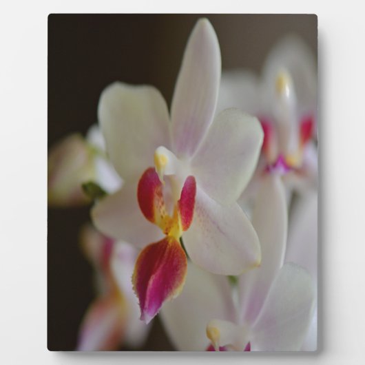 Plaque Photo Orchidée de Phalaenopsis (Devant)