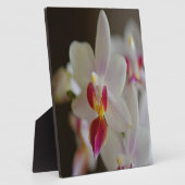 Plaque Photo Orchidée de Phalaenopsis (Côté)