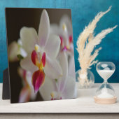 Plaque Photo Orchidée de Phalaenopsis (Côté)