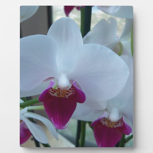 Plaque Photo orchidées blanches et violettes (Devant)