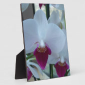 Plaque Photo orchidées blanches et violettes (Côté)