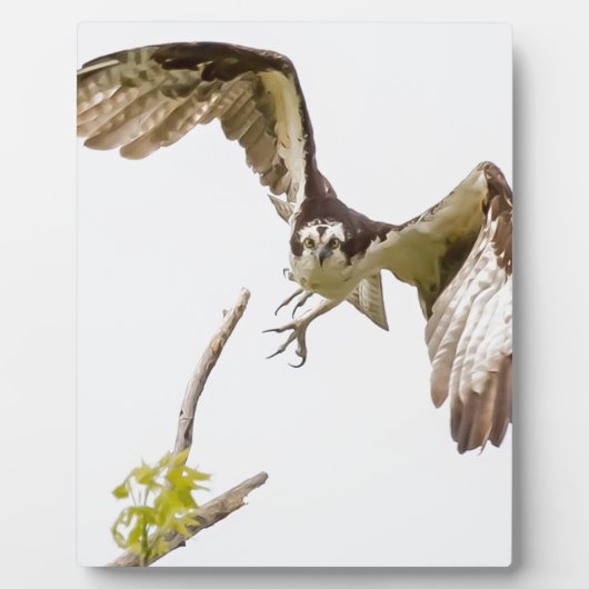 Plaque Photo Osprey Coming (Devant)