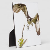 Plaque Photo Osprey Coming (Côté)