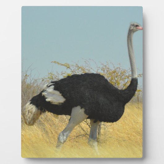 Plaque Photo Ostrige pour courir (Devant)