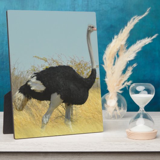 Plaque Photo Ostrige pour courir (Côté)