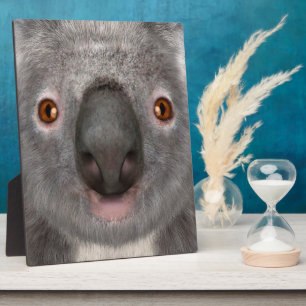 Plaque Photo Ours koala
