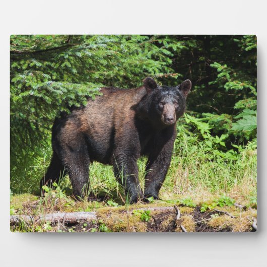 Plaque Photo Ours noir Alpha (Devant)