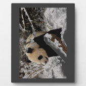 Plaque Photo Ours panda (Devant)